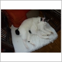 Bobtail Japonais