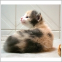 Maine Coon