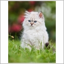 British Longhair