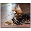 Bengal