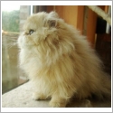 Persan Silver et Golden