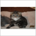 Exotic Shorthair