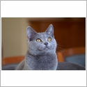 Chartreux