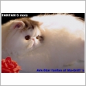 Persan Tabby