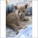 Bleu Russe