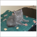 Chartreux