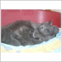 Chartreux