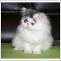 Exotic Shorthair