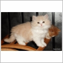 British Longhair