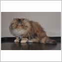 Persan Tabby