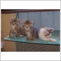 Manx