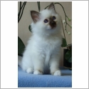 Birman