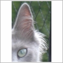 Nebelung
