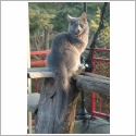 Nebelung
