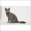 Nebelung