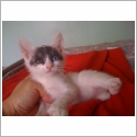 Bobtail Japonais