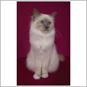 Birman