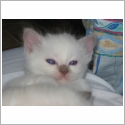 Birman