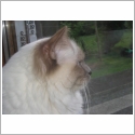 Birman