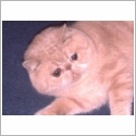 Exotic Shorthair
