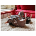 Peterbald