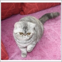 Exotic Shorthair