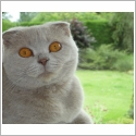 Scottish Fold