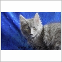 Angora Turc