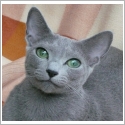 Bleu Russe