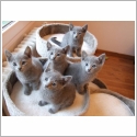 Bleu Russe