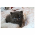 British Longhair