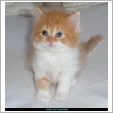 British Longhair