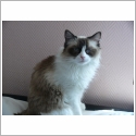 Ragdoll