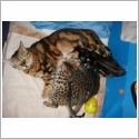 Bengal