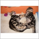 Bengal