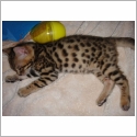 Bengal