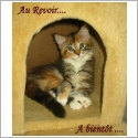 Maine Coon