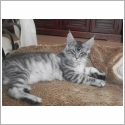 Maine Coon