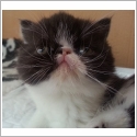 Exotic Shorthair