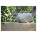 Birman