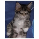 Maine Coon