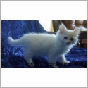 Angora Turc