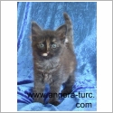 Angora Turc