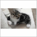 Exotic Shorthair