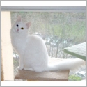 Angora Turc