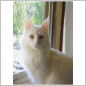 Angora Turc