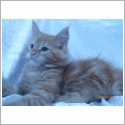 Maine Coon