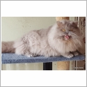 British Longhair
