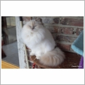 British Longhair