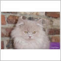 British Longhair